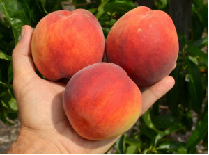Pfirsich INKA