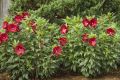 Hibiskus bylinowy CRANBERRY CRUSH czerwony