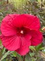 Hibiskus bylinowy FIREBALL