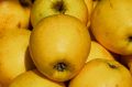 Jabłoń GOLDEN DELICIOUS