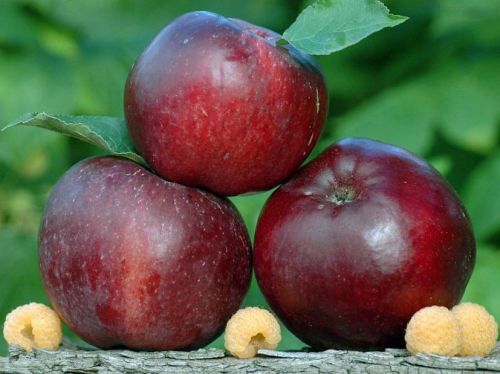 Apfelbaum MALINÓWKA Oberlandzka