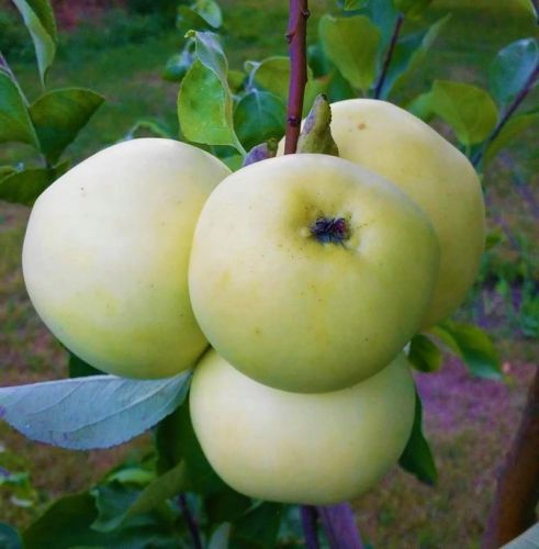 Apfelbaum PAPIERÓWKA Oliwka żółta