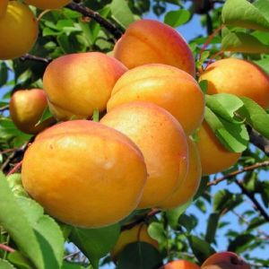 Frühe Aprikose aus Morden