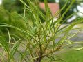 Kruszyna pospolita ASPLENIFOLIA