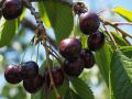 Wiśnia SABINA samopylna
