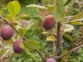 Śliwa OPAL