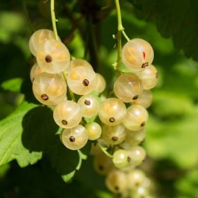 Weiße Johannisbeere Blanca - auf Stamm