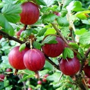 Stachelbeer-Hinnonmaki-ROT - Strauch