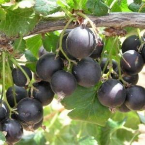 Johannisbeeren-Ackermispel JOSTA – Strauch