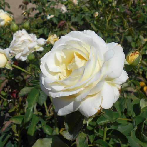 Edelrose CHOPIN