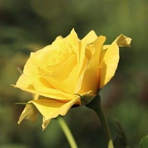 Edelrose LANDORA