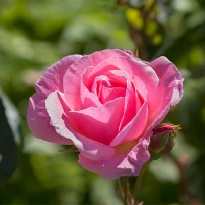Edelrose PINK 