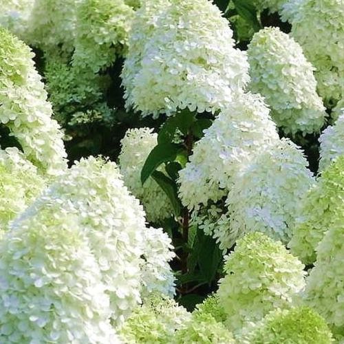 Hortensie  POLAR BEAR