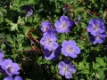 Bodziszek 'Rozanne'