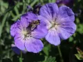 Bodziszek 'Rozanne'