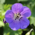 Bodziszek 'Rozanne'