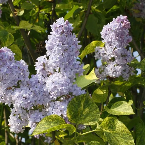 Lilak pospolity 'Aucubaefolia'