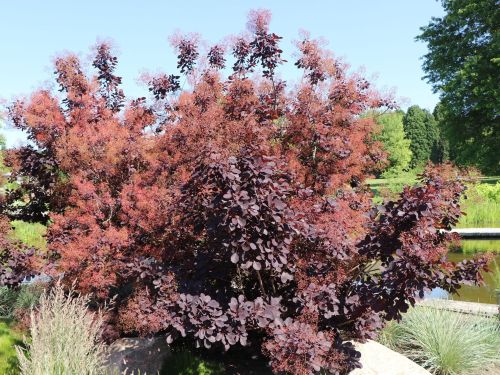 Podolischer Perückenstrauch ROYAL PURPLE