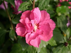 Hibiskus DUC DE BRABANT - Syrischer Eibisch