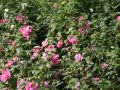 Hibiskus DUC DE BRABANT - ketmia syryjska