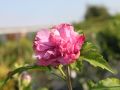 Hibiskus DUC DE BRABANT - ketmia syryjska