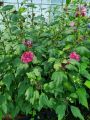 Hibiskus DUC DE BRABANT - ketmia syryjska