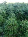 Jodła KAUKASKA 140-160 cm choinka świąteczna