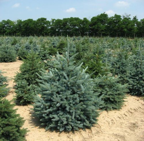 Schuppige Fichte SILBERNES Weihnachtsbaum 160 cm