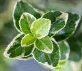 Trzmielina EMERALD GAIETY - szczepiona