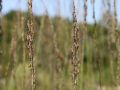 Molinia modra 'Heidebraut'