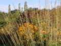 Molinia modra 'Heidebraut'