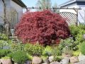 Klon palmowy Disectum Garnet na pniu