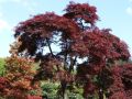 Klon palmowy Disectum Garnet na pniu