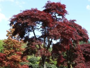 Klon palmowy Disectum Garnet na pniu