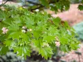 Klon Shirasawy AUREUM