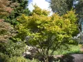 Klon Shirasawy AUREUM