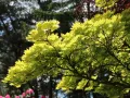 Klon Shirasawy AUREUM