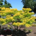 Klon Shirasawy AUREUM