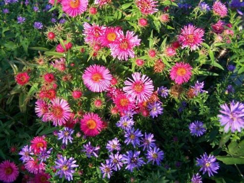 Neue Belgische Aster MAGIC PINK