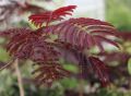Albicja 'Summer Chocolate'