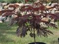 Albicja 'Summer Chocolate'
