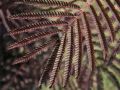 Albicja 'Summer Chocolate'