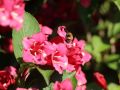 Krzewuszka EVA RATHKE