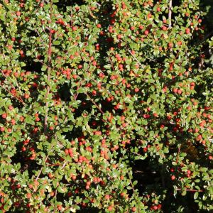 Dammer-Eberesche  CORAL BEAUTY