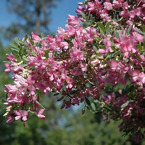 Silberweidenbaums auf Stamm gepfropft