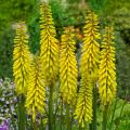 Trytoma SUNNINGLADE YELLOW