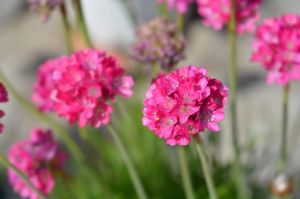 Armeria maritima 'Abbey Deep Rose'