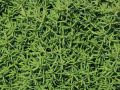 Thuja TEDDY