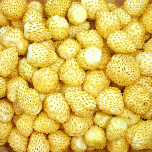 Erdbeere Yellow Wonder