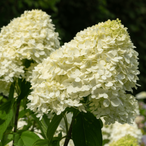 Rispenhortensie CANDLELIGHT